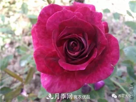 花期***长的10种月季，种一棵赏大半年(图9)