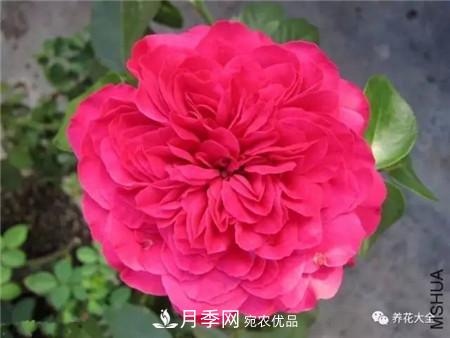 花期***长的10种月季，种一棵赏大半年(图11)