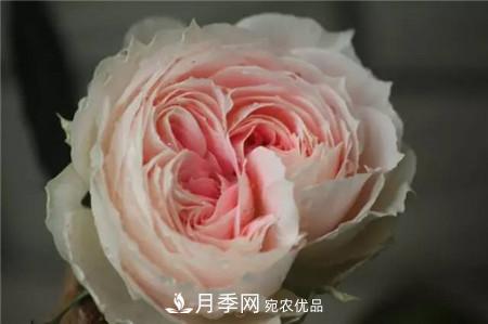 花期***长的10种月季，种一棵赏大半年(图15)