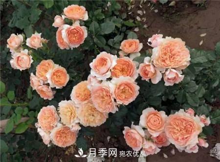 花期***长的10种月季，种一棵赏大半年(图18)