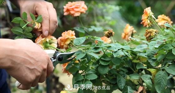 想要月季开花多，先养笋，几个技巧让月季快速冒笋芽(图2)