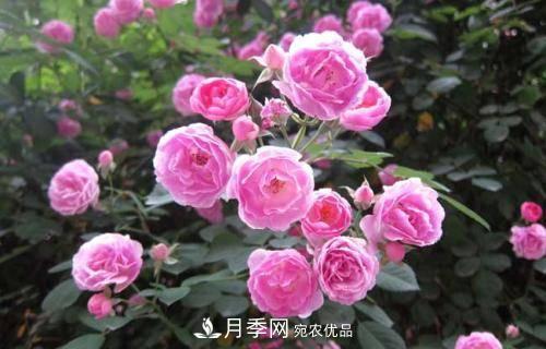 想要月季开花多，先养笋，几个技巧让月季快速冒笋芽(图5)