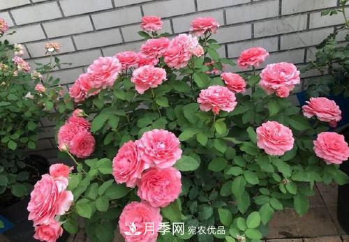 想要月季开花多，先养笋，几个技巧让月季快速冒笋芽(图6)