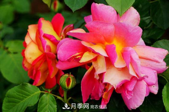 红双喜月季花的特点(图2)