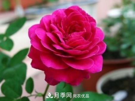 3种“***香月季花”，个个香气四溢，惊艳四座，年年开花(图2)