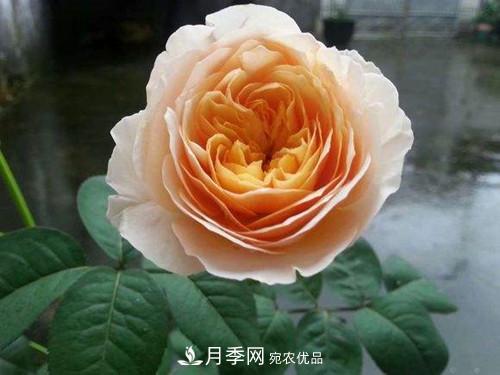 10个品种月季花颜值排行榜，一个比一个惊艳！(图2)