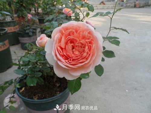 10个品种月季花颜值排行榜，一个比一个惊艳！(图3)