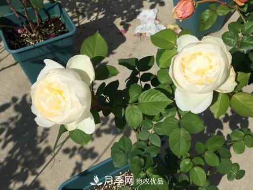 10个品种月季花颜值排行榜，一个比一个惊艳！(图6)