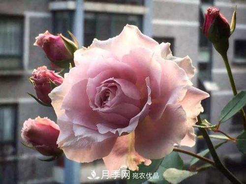 10个品种月季花颜值排行榜，一个比一个惊艳！(图9)