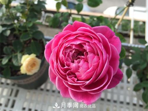 10个品种月季花颜值排行榜，一个比一个惊艳！(图5)