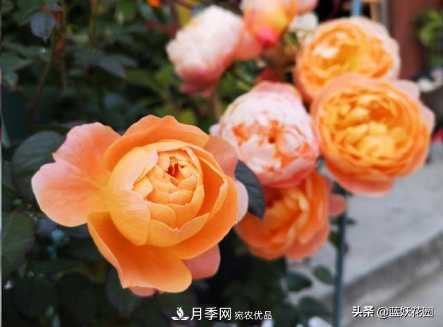 已经立秋，月季花可以秋剪了吗？南北方修剪时间大不同(图5)