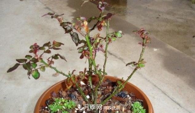 月季花什么时候修剪？选对“时间”，才能花开爆，一直开花(图4)