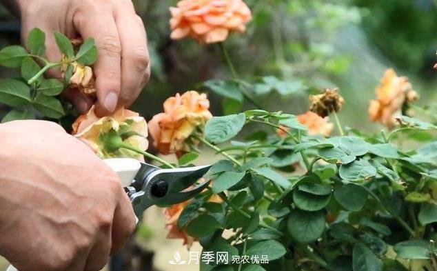 月季花什么时候修剪？选对“时间”，才能花开爆，一直开花(图1)