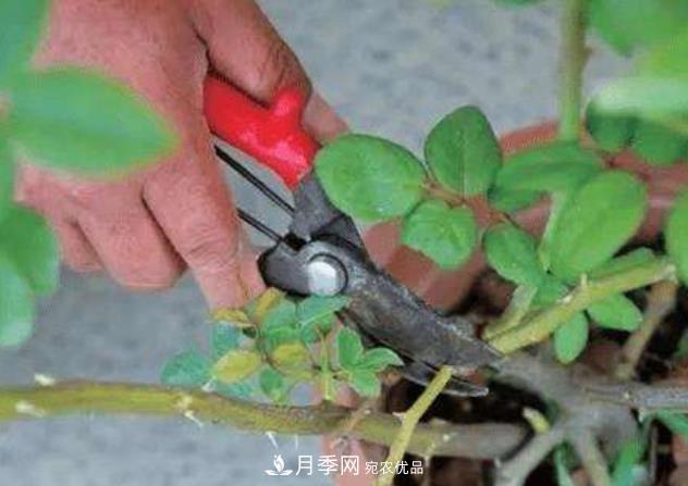 月季花什么时候修剪？选对“时间”，才能花开爆，一直开花(图2)