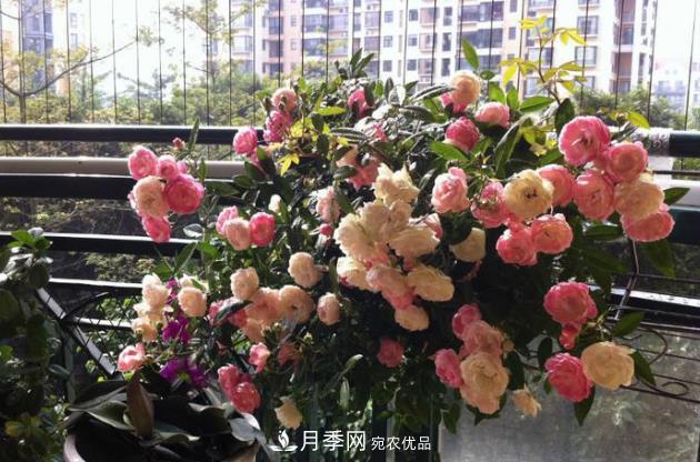 月季花什么时候修剪？选对“时间”，才能花开爆，一直开花(图3)