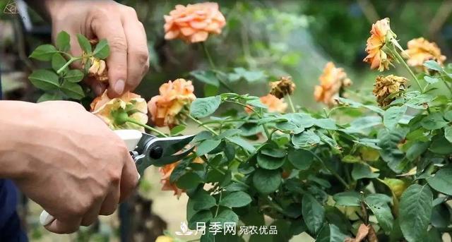 月季养护知识：这样养出的月季花，花大色艳，枝繁叶茂(图5)