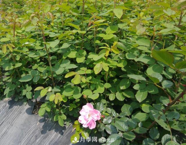 经过远距离运输的月季裸根苗，如何定植上盆？(图1)