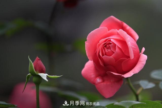 月季不长花苞？做好这几件事，花期花大又鲜艳(图1)