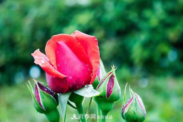 月季不长花苞？做好这几件事，花期花大又鲜艳(图2)