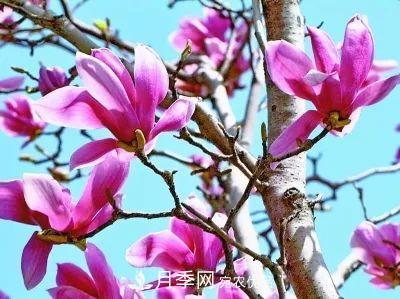 玉兰为何被称为“望春花”？北京***老的玉兰树在哪里？(图1)