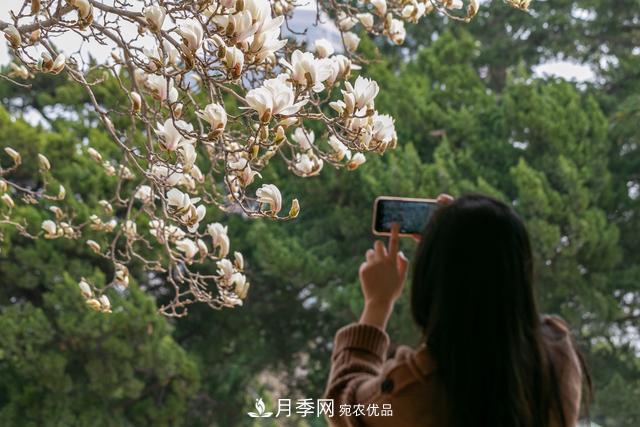 大连劳动公园***大的玉兰树开花，引得游人争相留影(图3)