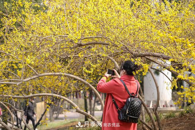 大连劳动公园***大的玉兰树开花，引得游人争相留影(图4)