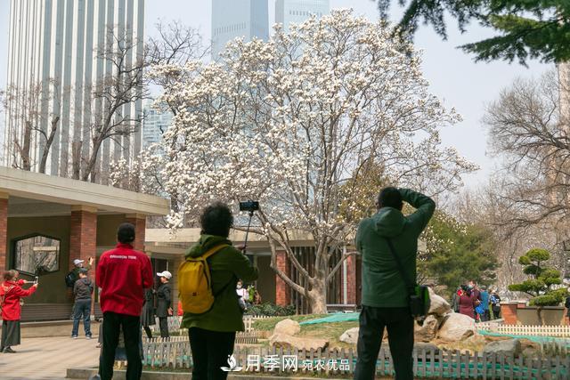 大连劳动公园***大的玉兰树开花，引得游人争相留影(图2)