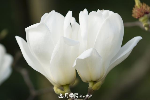 玉兰树：花先枝叶开，绽放一树华(图4)