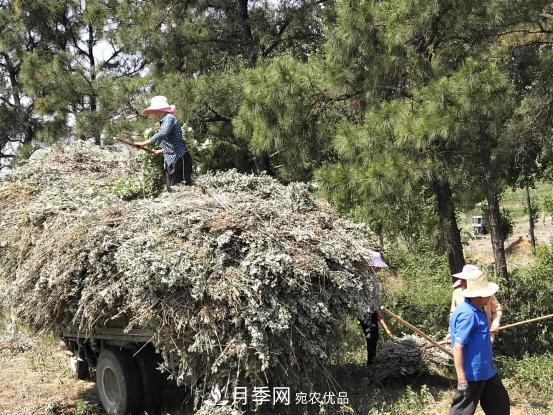 南阳市桐柏县黄岗镇：山间艾草变身脱贫致富“金叶子”(图2)