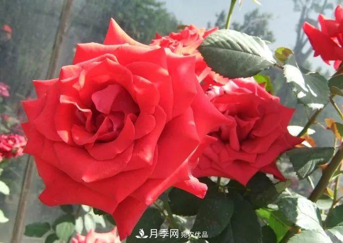 红衣主教大花月季，花型漂亮，非常耐开(图2)