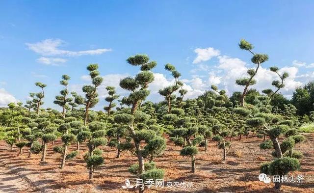 这些苗木价格***贵，市场潜力大，未来可以继续发展！(图1)