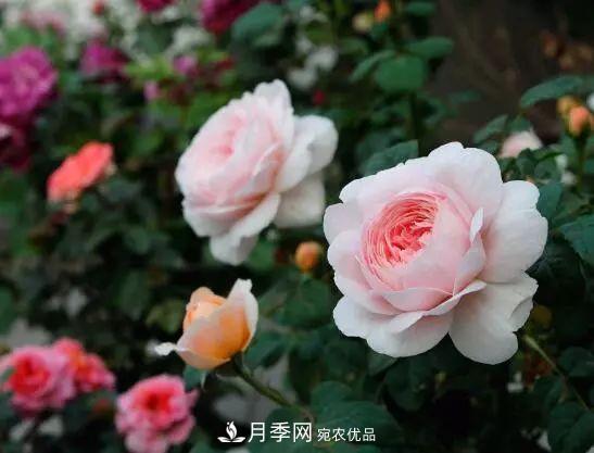 什么树可以嫁接月季花？月季嫁接有什么好处？(图1)