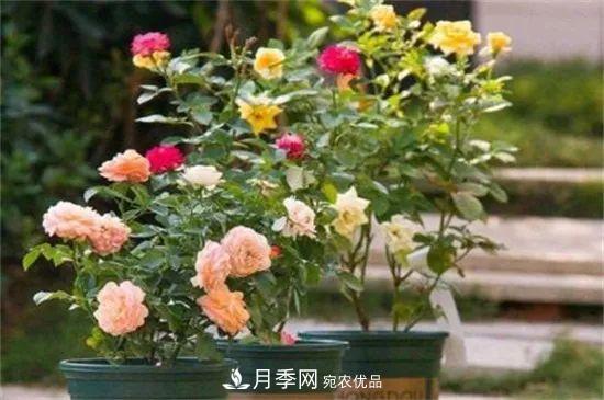 什么树可以嫁接月季花？月季嫁接有什么好处？(图4)