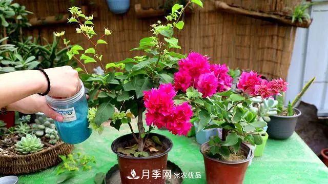 磷酸二氢钾月季促花“效果不好”？可能是用错了，快看看正确的方法(图3)