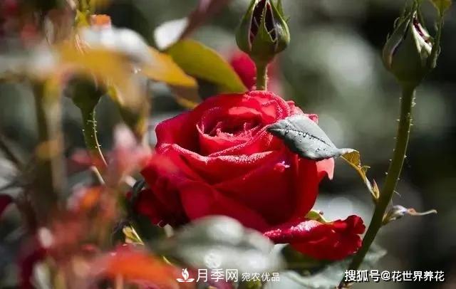 养月季就要用浅盆，月季开花不好换个盆，天天爆花(图1)