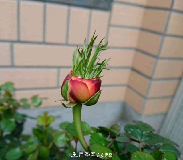 月季花施肥需要注意什么？(图2)