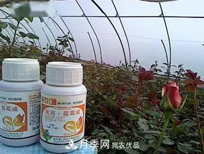 月季的常备药品有哪些？收好了！(图8)