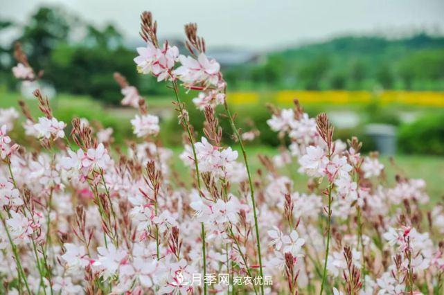 苏洲金鸡湖畔！大美月季花海！(图16)