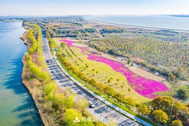 苏洲金鸡湖畔！大美月季花海！(图18)