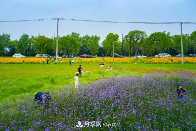 苏洲金鸡湖畔！大美月季花海！(图24)