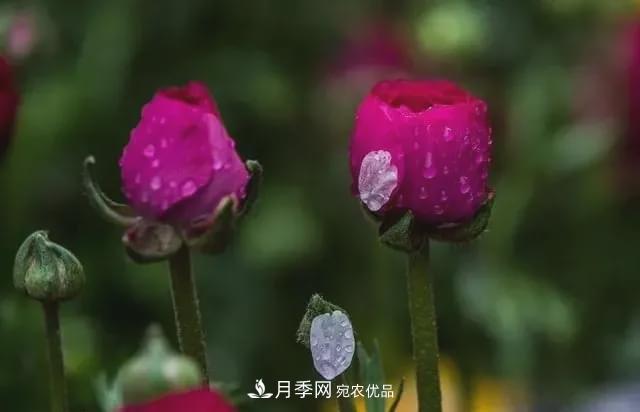 假花开始横行，擦亮眼睛，秋天这3种***容易造假(图1)