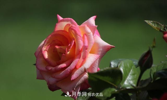 月季太美，哪一种月季的芳香，能让你的嗅觉感到幸福？(图4)