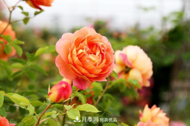 秋天月季不杀菌，会把病菌带到家里，月季花友真实经历告诉你后果(图1)