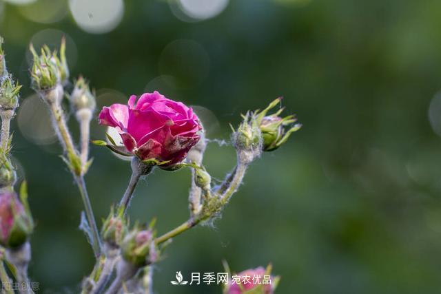 秋天月季不杀菌，会把病菌带到家里，月季花友真实经历告诉你后果(图2)