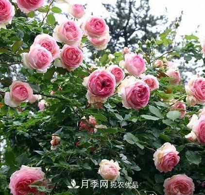 8月养月季花，做好4件事，不愁秋天没花赏(图1)