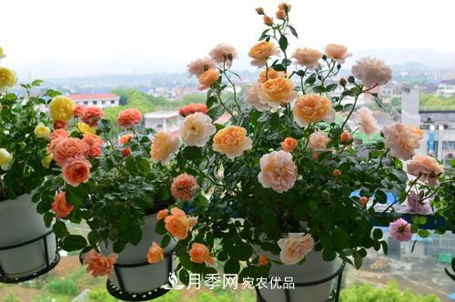 8月养月季花，做好4件事，不愁秋天没花赏(图2)