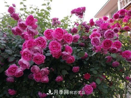 8月养月季花，做好4件事，不愁秋天没花赏(图3)