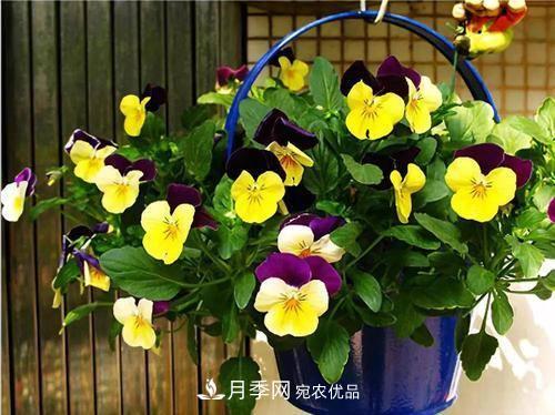 阳台再小，也要养4种花，种一次年年有花赏，花期群花争艳！(图2)