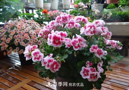 阳台再小，也要养4种花，种一次年年有花赏，花期群花争艳！(图3)