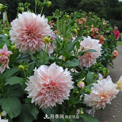 阳台再小，也要养3种花，一年四季有花赏，轻松开成小花园(图2)